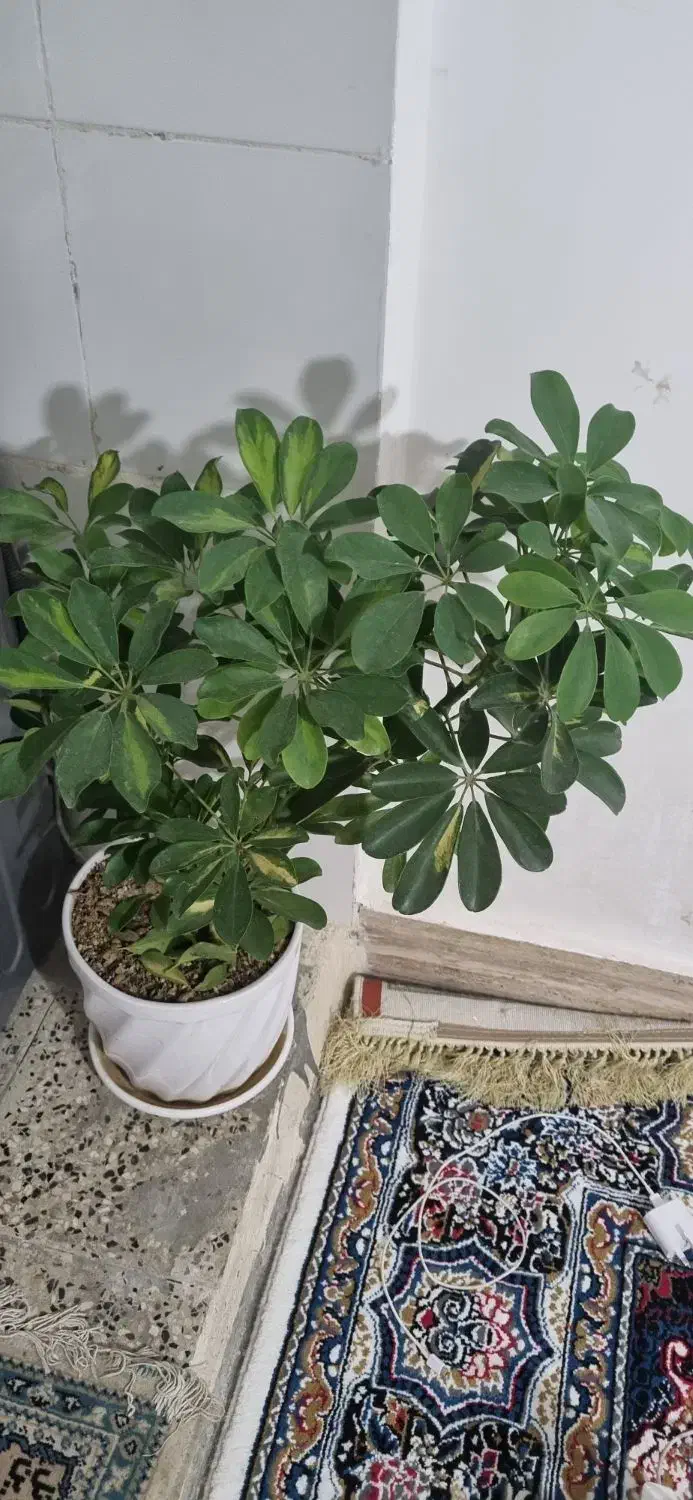 یک باب منزل مسکونی سرفاریاب مرکزی|اجارهٔ خانه و ویلا|سرفاریاب, |دیوار