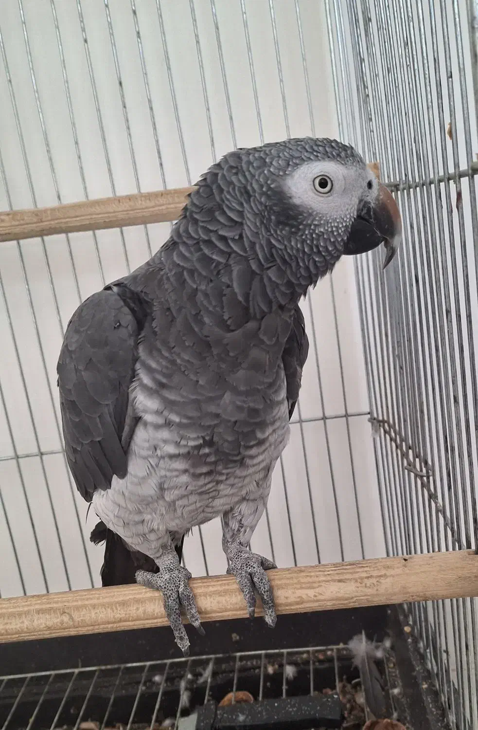 طوطی کاسکو|پرنده|نجف‌آباد, کهریزسنگ|دیوار