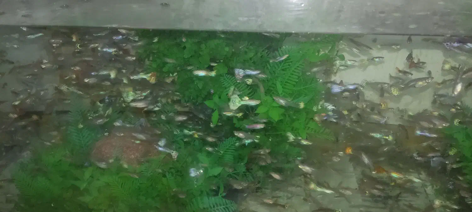 فروش ماهی گوپی به قیمت عمده|ماهی|شیراز, شریفآباد|دیوار