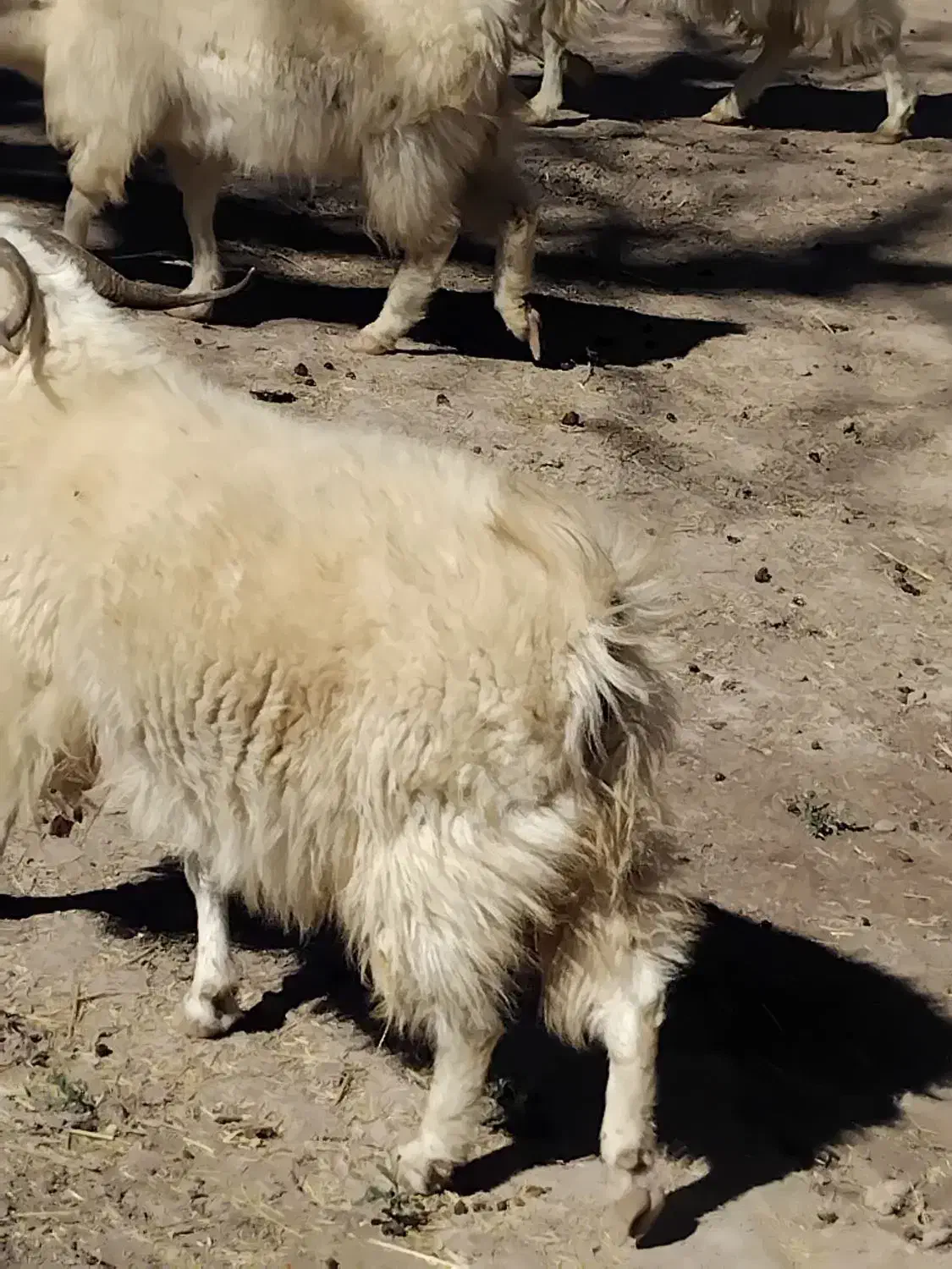 بز محلی ابستن|حیوانات مزرعه|گلزار, |دیوار