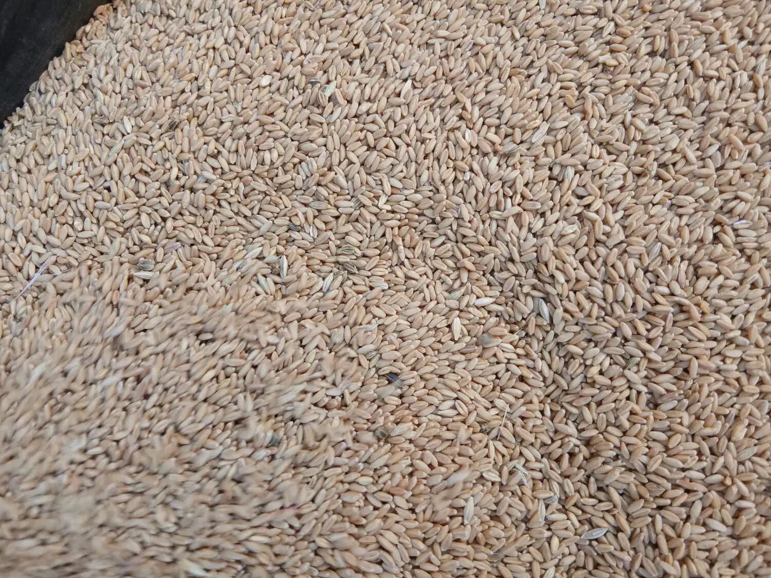 گندم درشت دیم مخصوص نان|خوردنی و آشامیدنی|آذرشهر, |دیوار