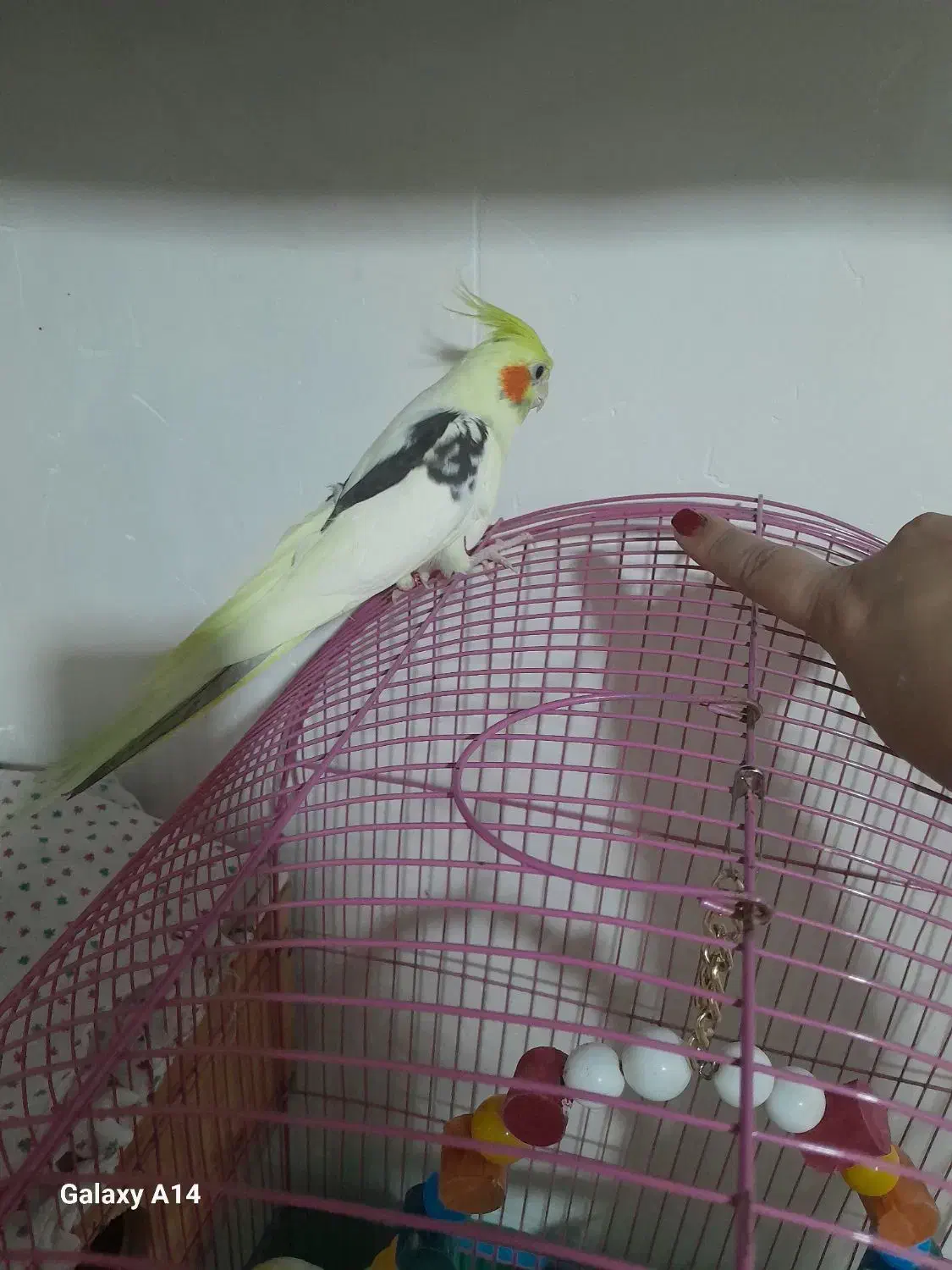 طوطی عروس دوکت|پرنده|رشت, آب آسیاب|دیوار