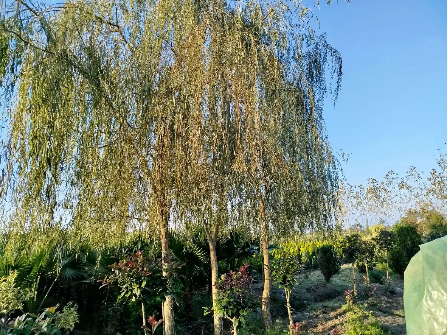 گل گیاه|عمده‌فروشی|رودسر, |دیوار