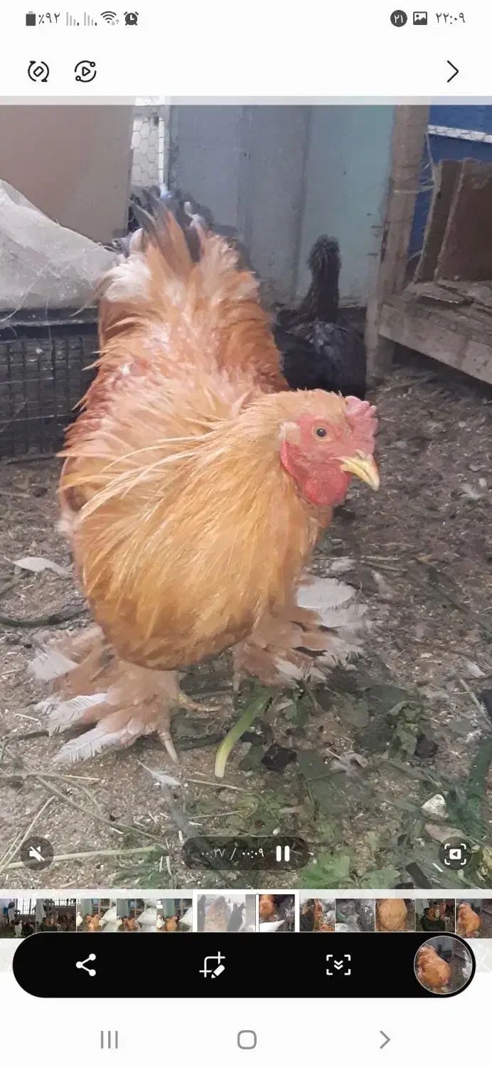 خروس برهما جوان|حیوانات مزرعه|قم, شهرک امام حسن|دیوار