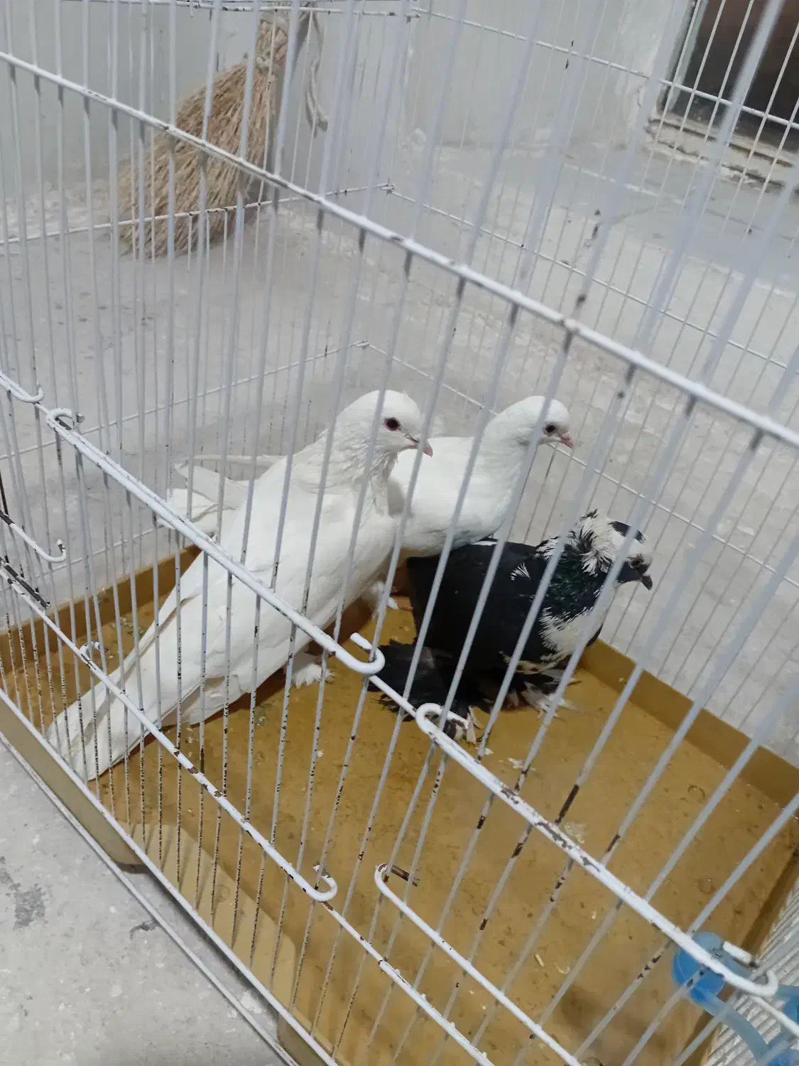 کفتر کبوتر بخاطر تنها بودنش میفروشم|پرنده|مراغه, |دیوار