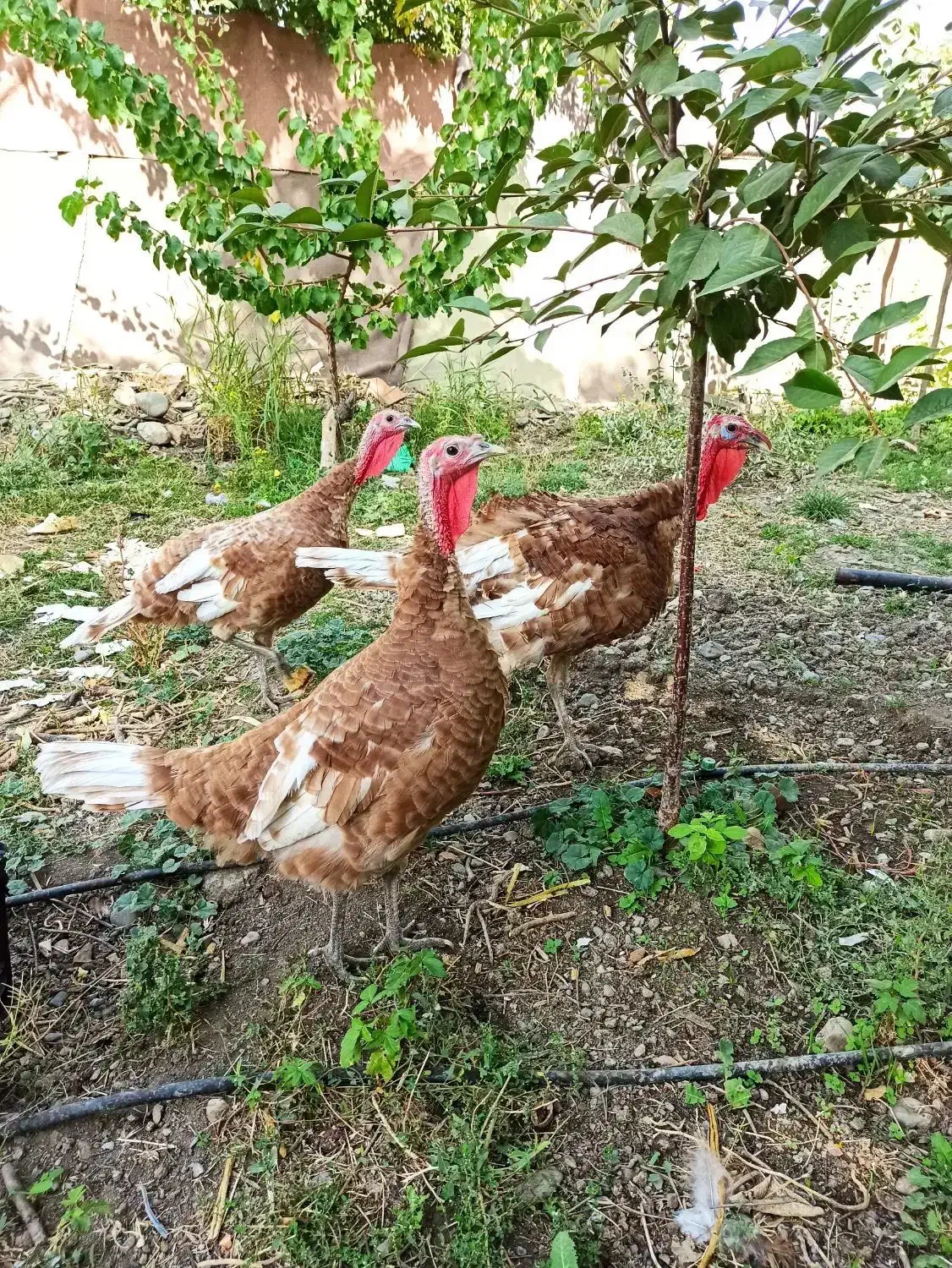 بوقلمون بور بن سالم و بسیار سرحال بالغ|حیوانات مزرعه|پیرانشهر, |دیوار