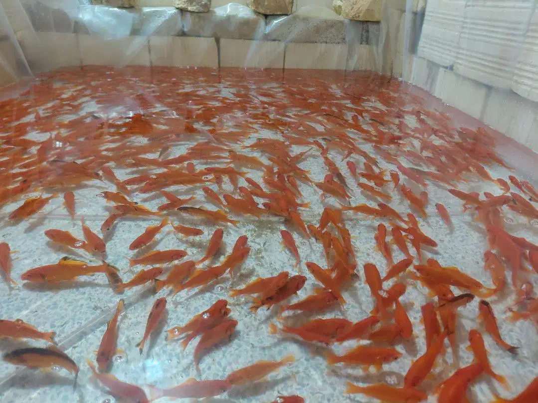 ماهی قرمز|ماهی|یزد, |دیوار