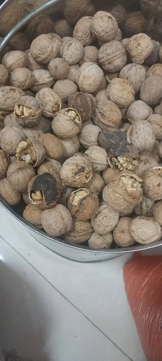 گردو بادام کشمش شیره انگور برگه آنخ لوبیا عدس نخود|خوردنی و آشامیدنی|قوچان, |دیوار