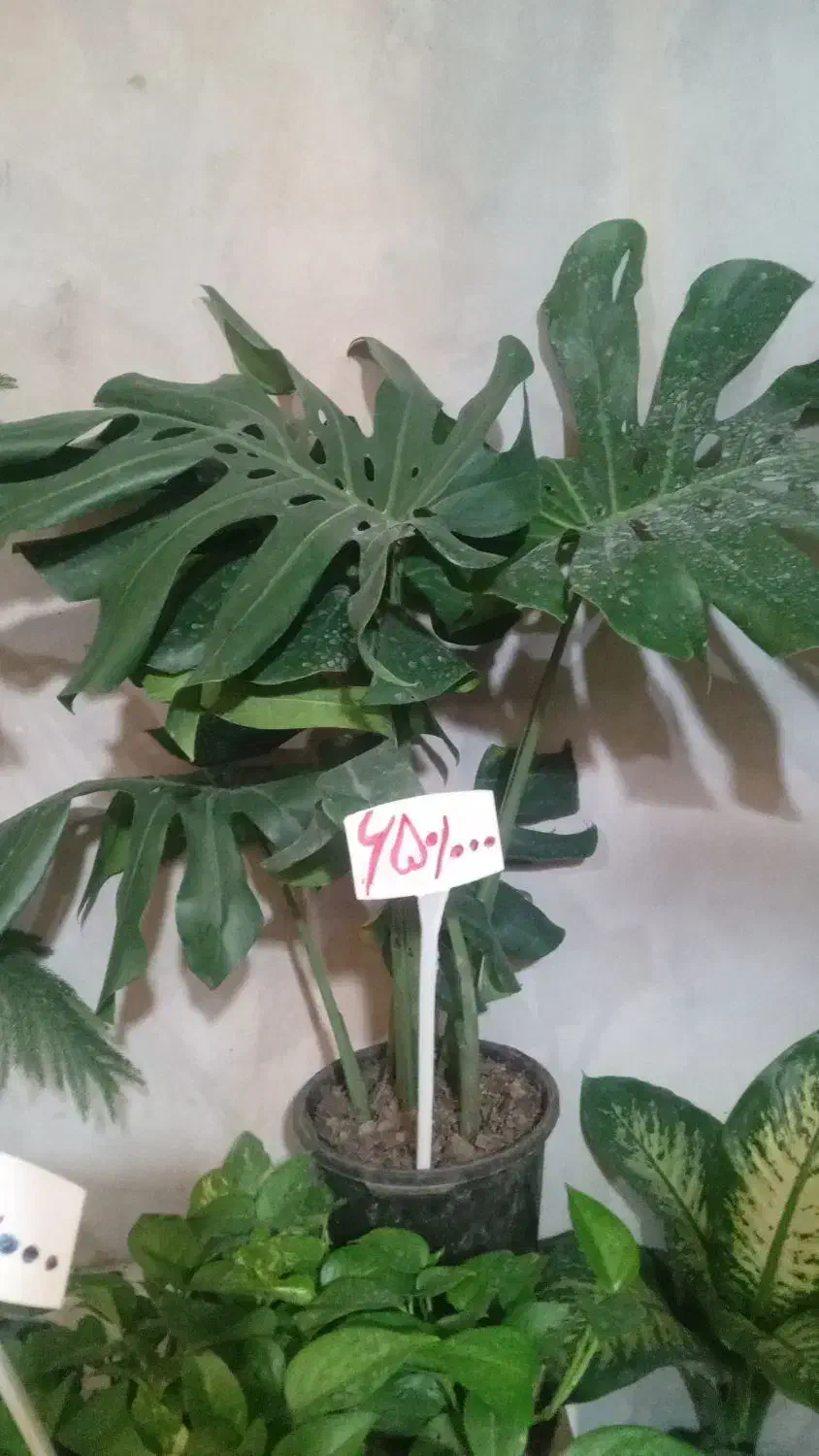 کاج مطبق بزرگ|گل و گیاه طبیعی|نیشابور, ناسیونال|دیوار