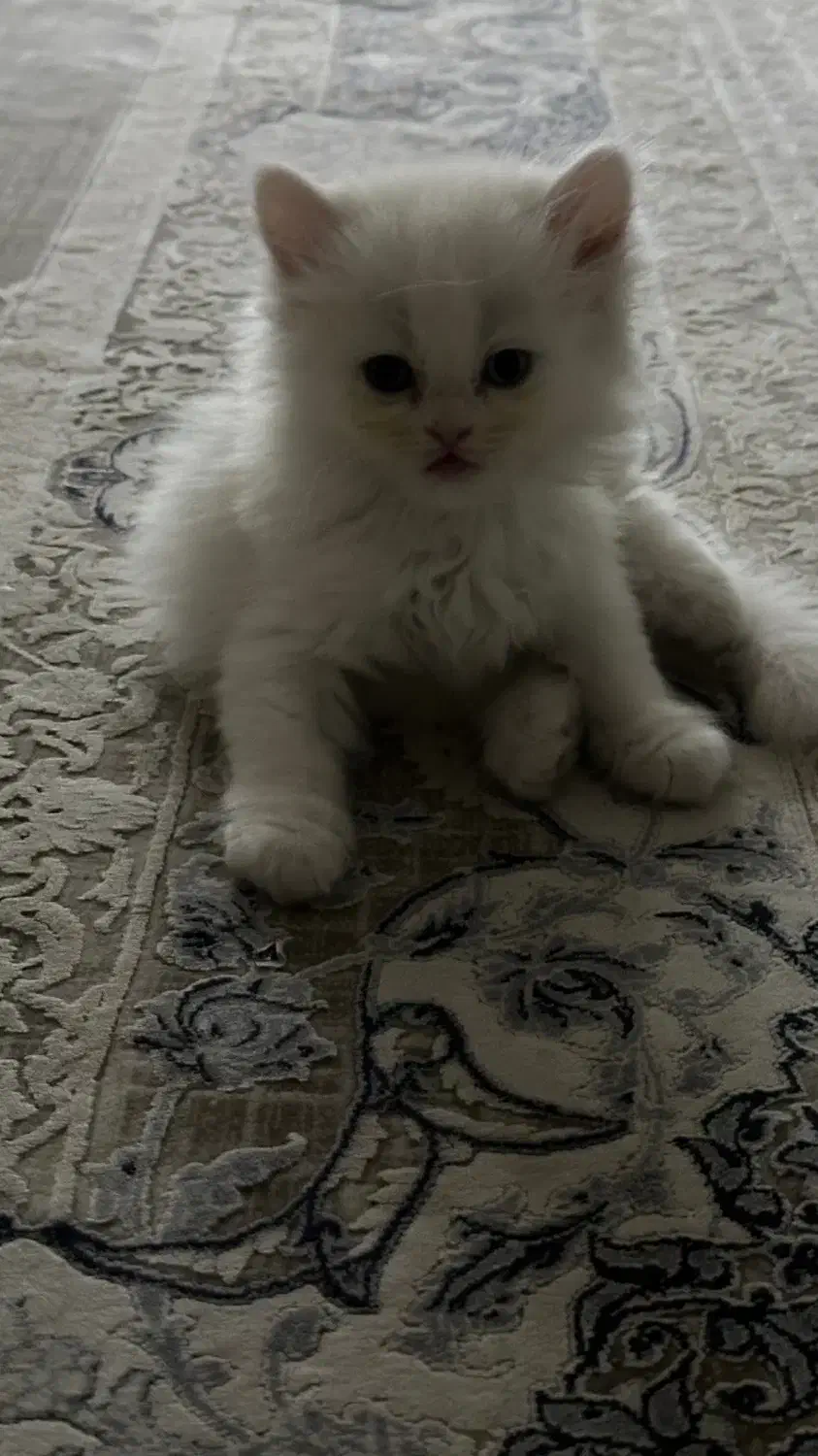 پیشی|گربه|گنبد کاووس, |دیوار