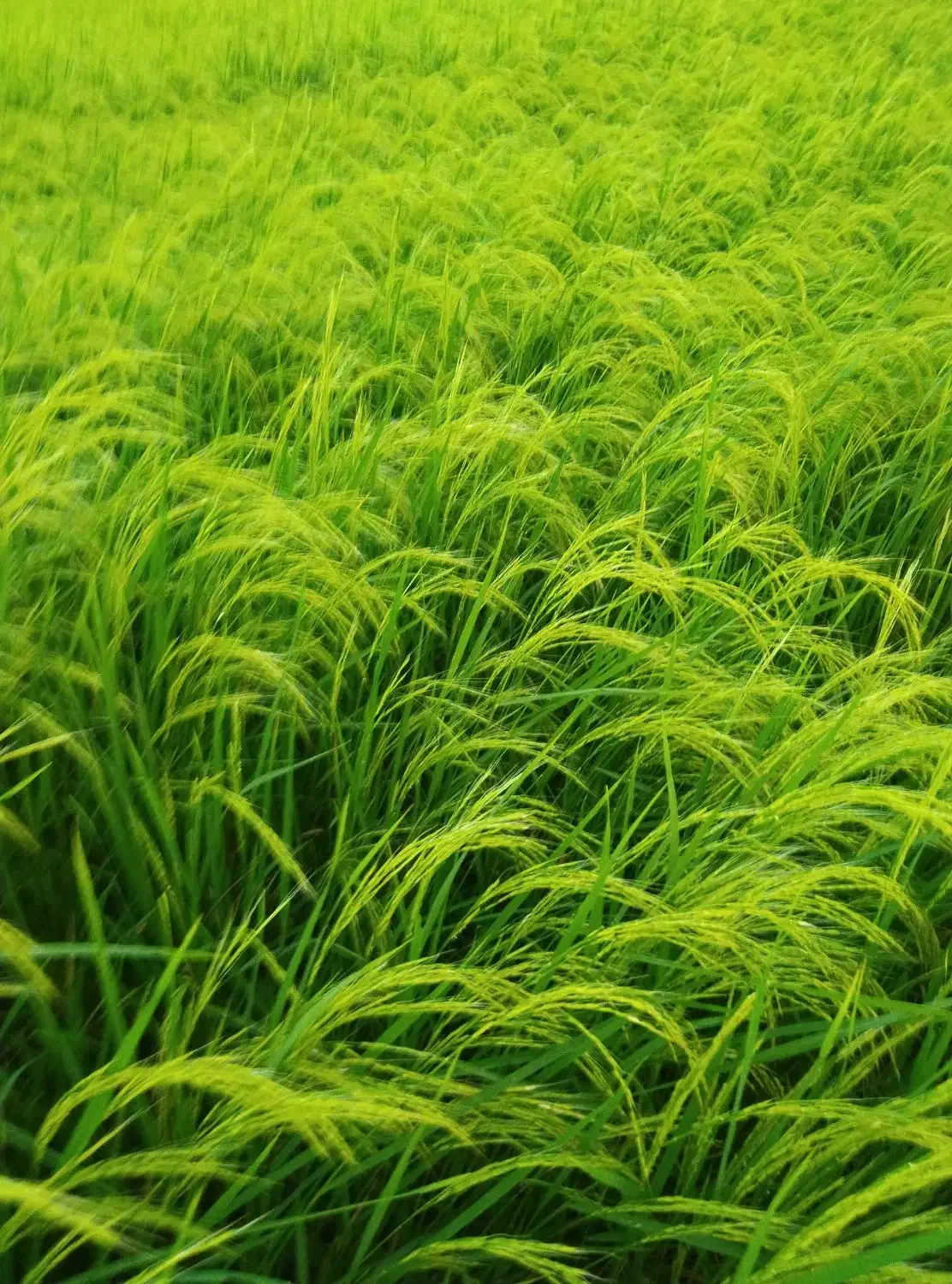 دستگاه وجین برنج|ماشین‌آلات صنعتی|ماسال, |دیوار