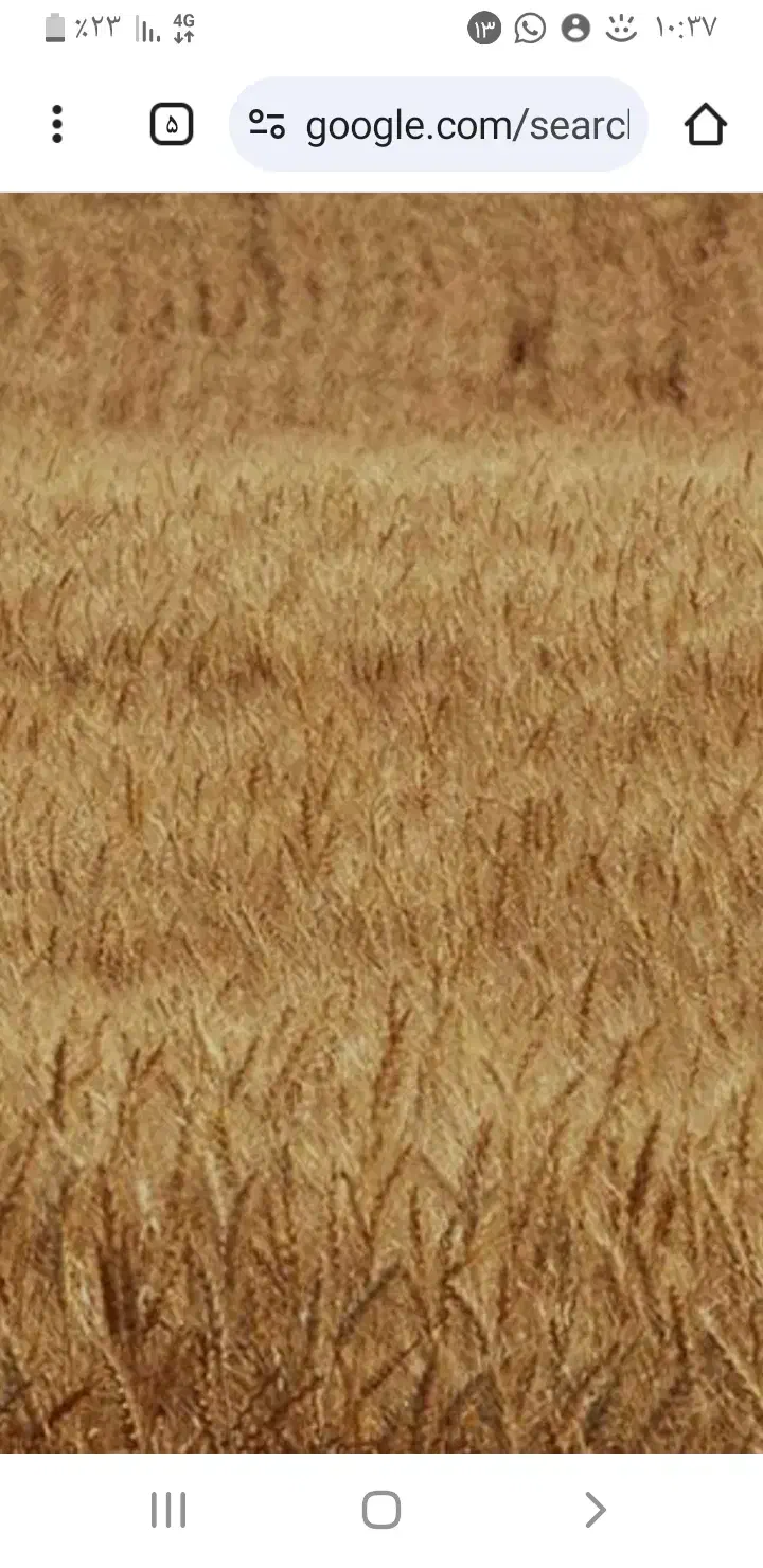 زمین کشاورزی|اجارهٔ دفتر صنعتی، کشاورزی، تجاری|شبانکاره, |دیوار