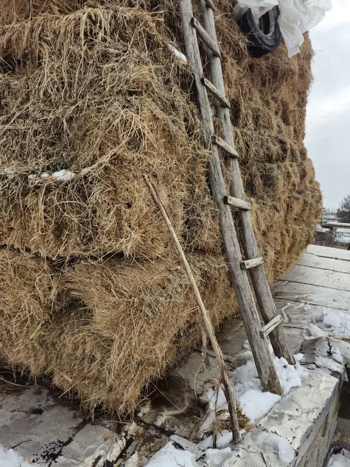 یونجه|لوازم جانبی حیوانات|نوشین شهر, |دیوار