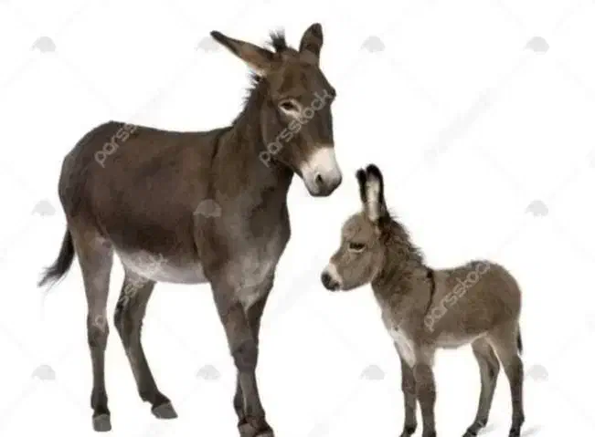 فروش شیر الاغ برای درمان عفونت ریه سرطان اسم|آرایشی، بهداشتی، درمانی|میاندوآب, |دیوار