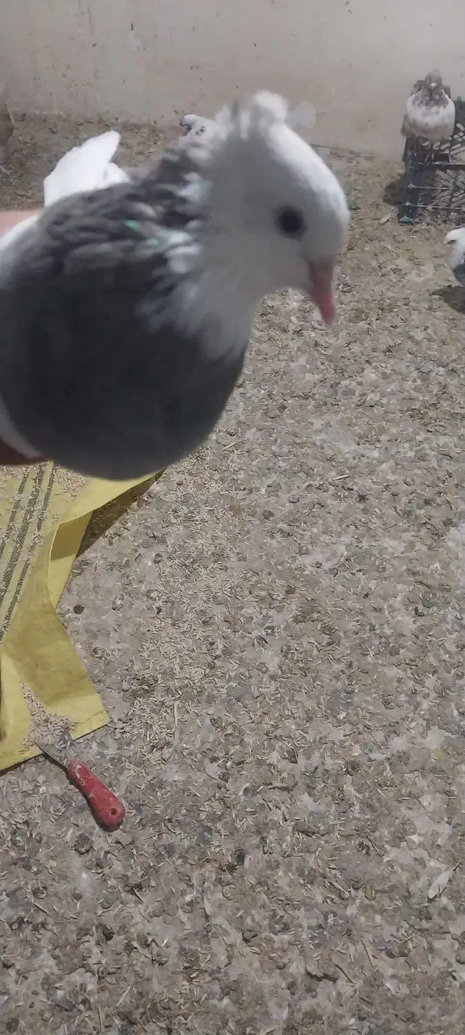 طوقی|پرنده|کبودرآهنگ, |دیوار