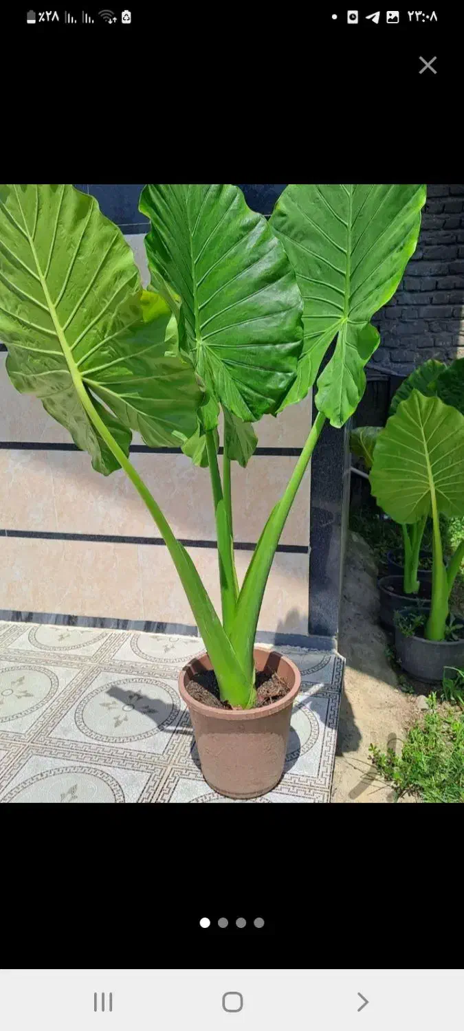 بابا ادم سبز و قرمز|گل و گیاه طبیعی|ماسال, |دیوار