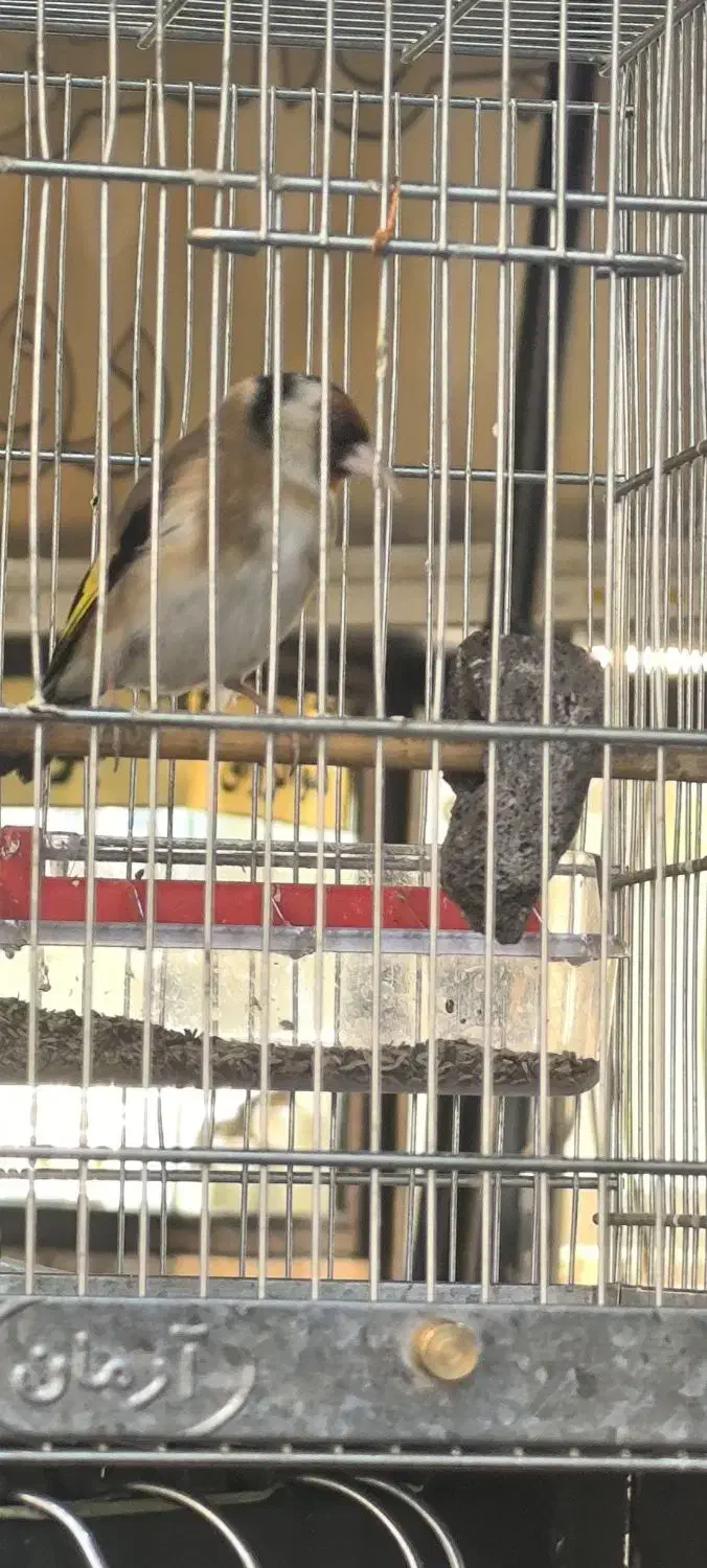 دوستان عشق باز سهر تازه داره صاف میکنه|پرنده|محمدشهر, محمدشهر|دیوار