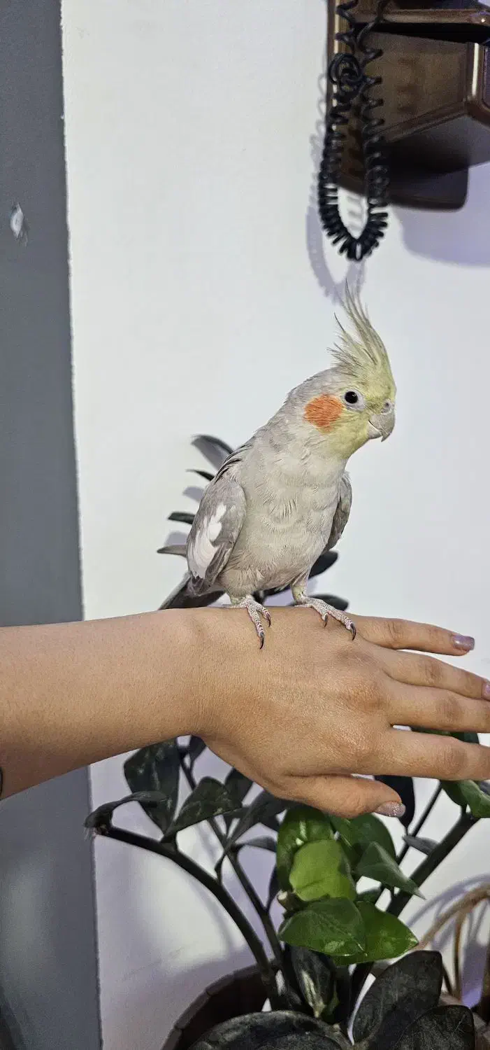 عروس هلندی|پرنده|نوشهر, |دیوار