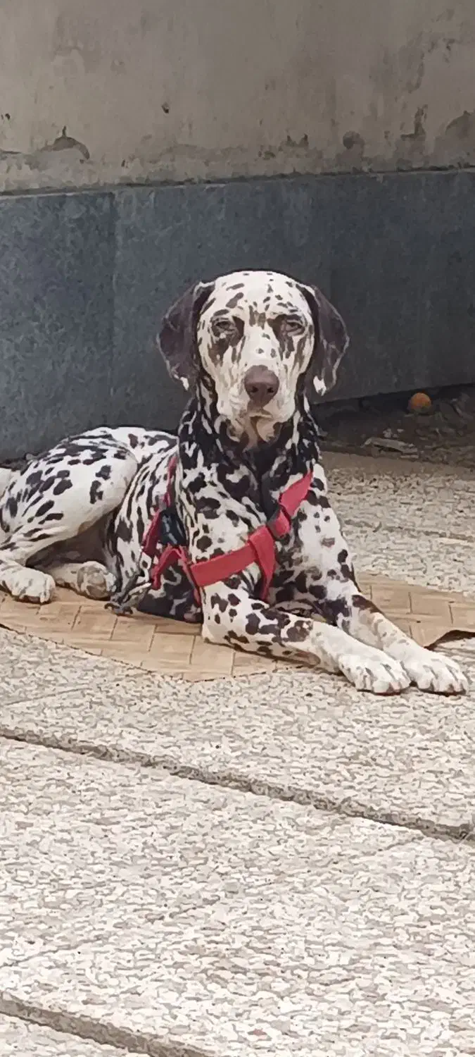 سگ شکاری نژاد دالمیشن|سگ|رامسر, |دیوار