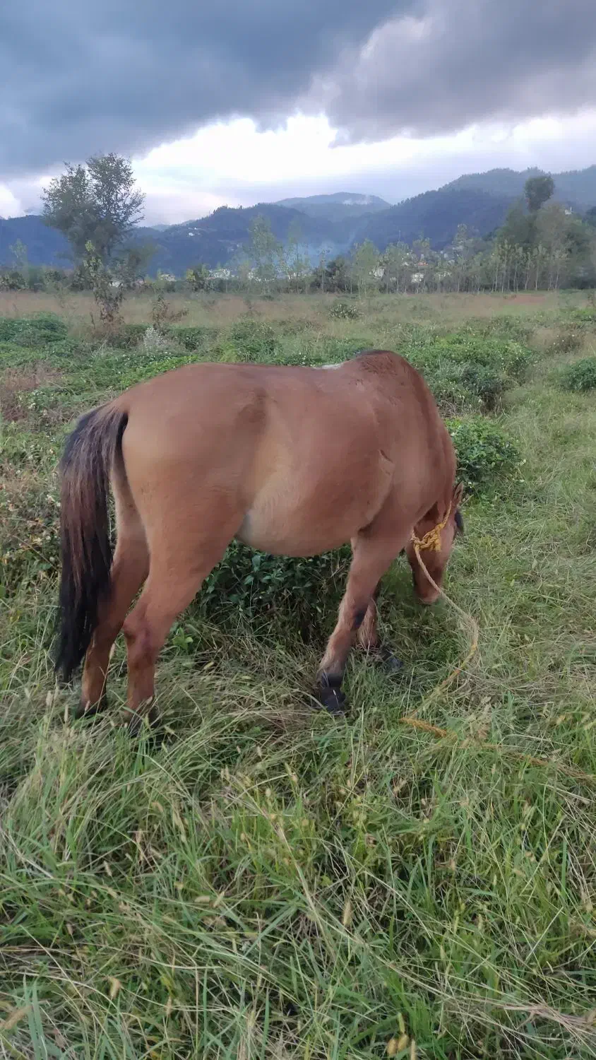 فروش اسب باری و سواری|اسب و تجهیزات اسبسواری|واجارگاه, |دیوار