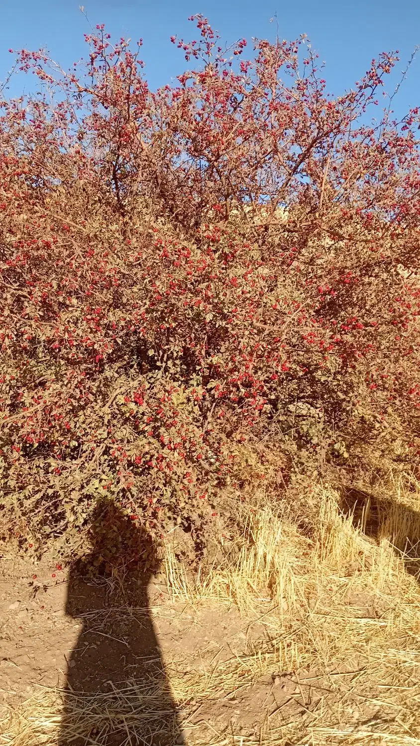 کود حیوانی|لوازم جانبی حیوانات|ارومیه, |دیوار