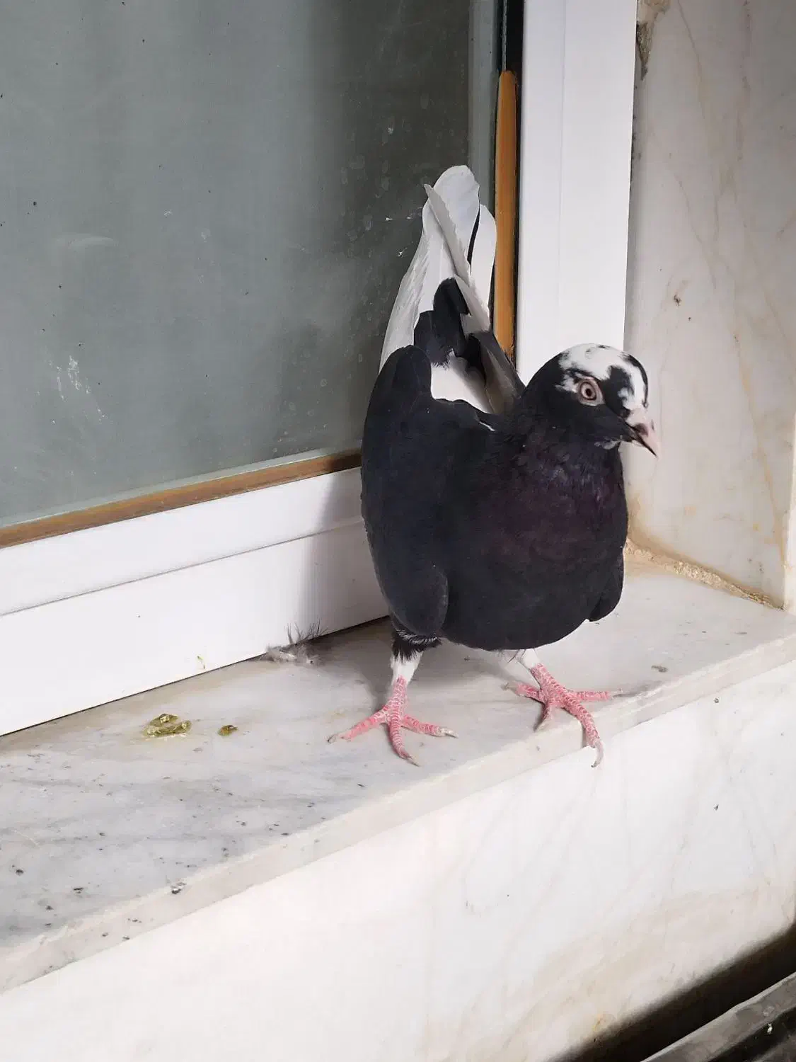 کبوتر پرشی 4طوق|پرنده|ابهر, |دیوار