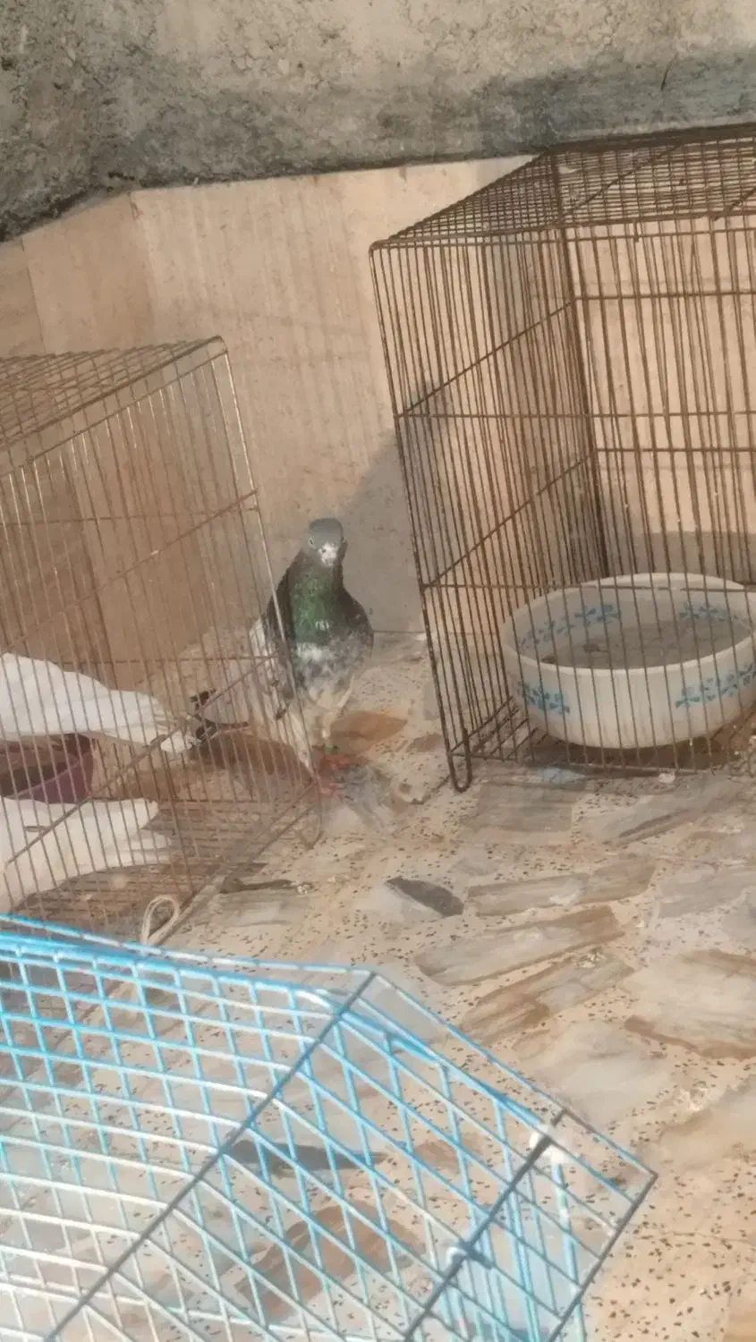 کبوتر تدی پاکستانی|پرنده|رودسر, |دیوار