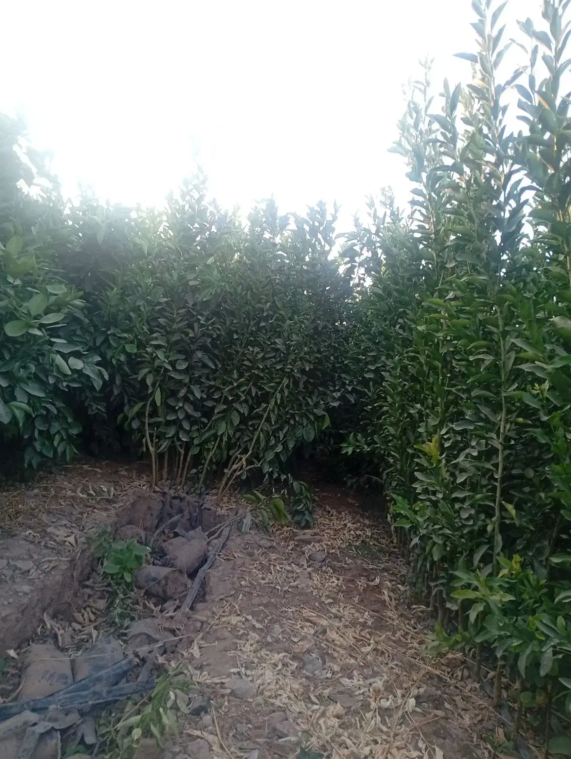 فروش انواع نهال مرکبات گلدانی|گل و گیاه طبیعی|عنبرآباد, |دیوار