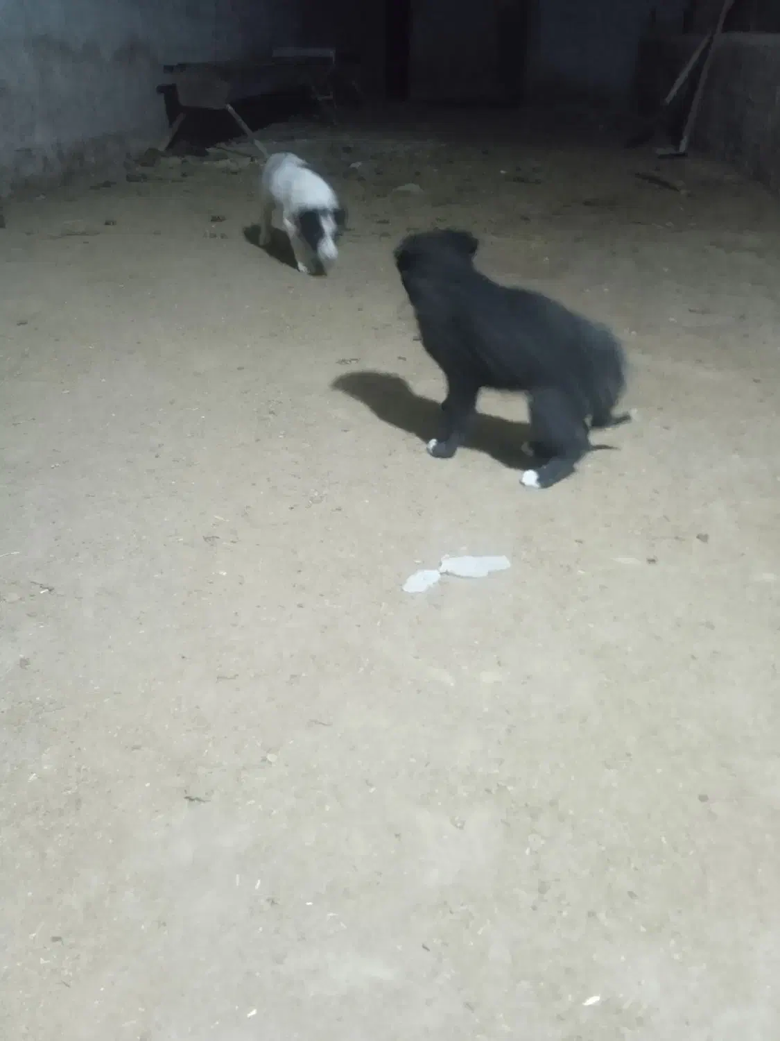 توله نر لاس با مادر ش|سگ|دهاقان, |دیوار