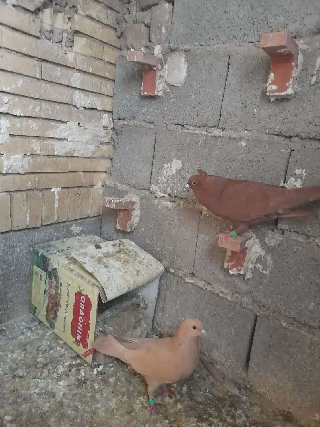 زرد گلی|پرنده|ماهان, |دیوار