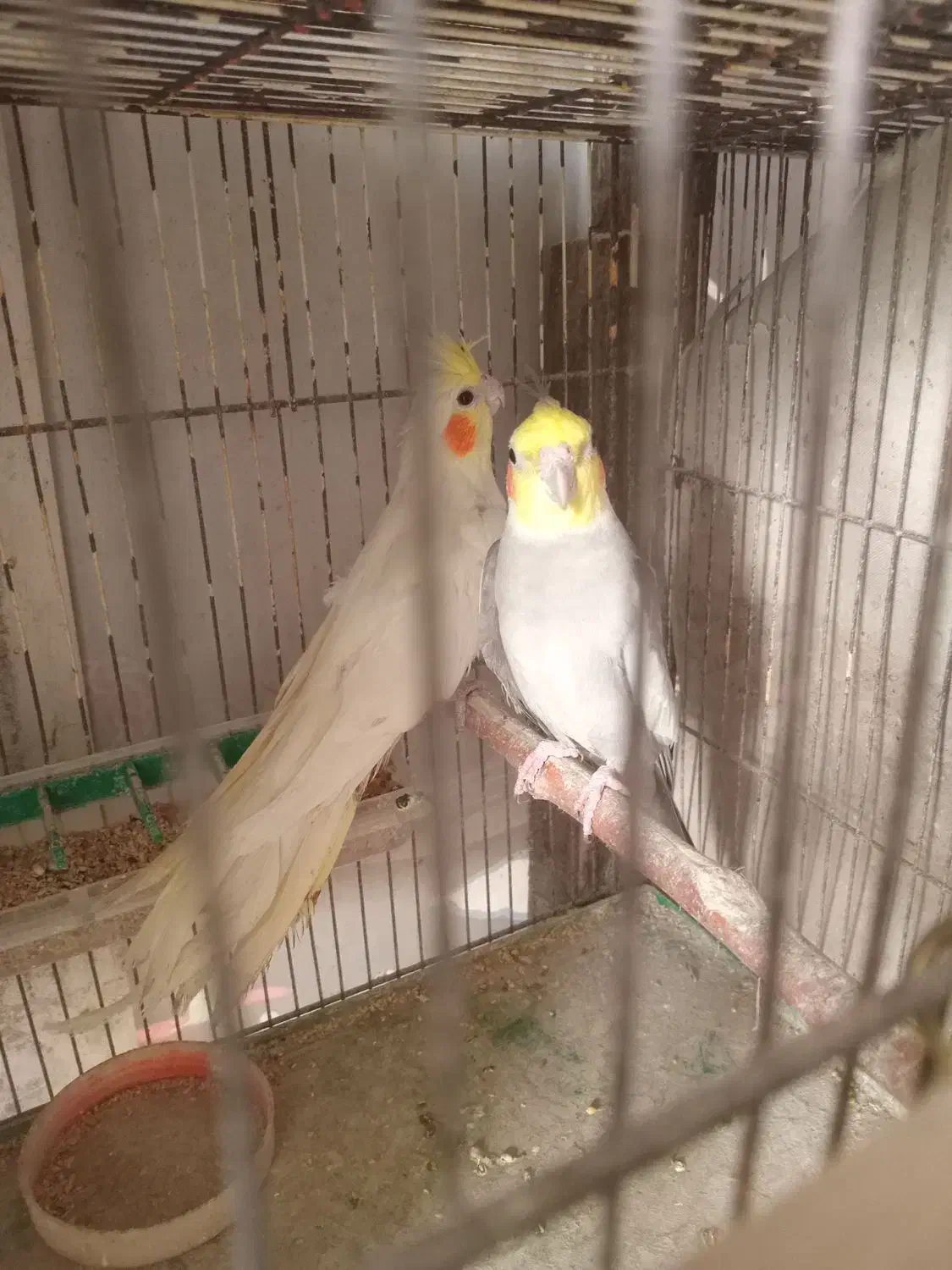 طوطی عروس|پرنده|سنگر, |دیوار