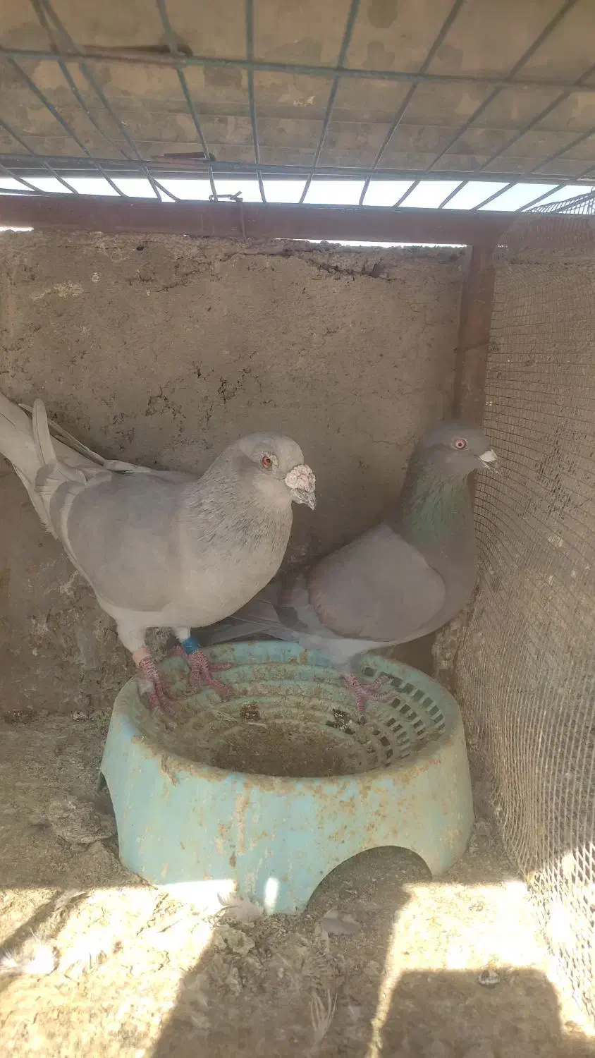 کبوتر پلاکی|پرنده|شیراز, جرسقان|دیوار