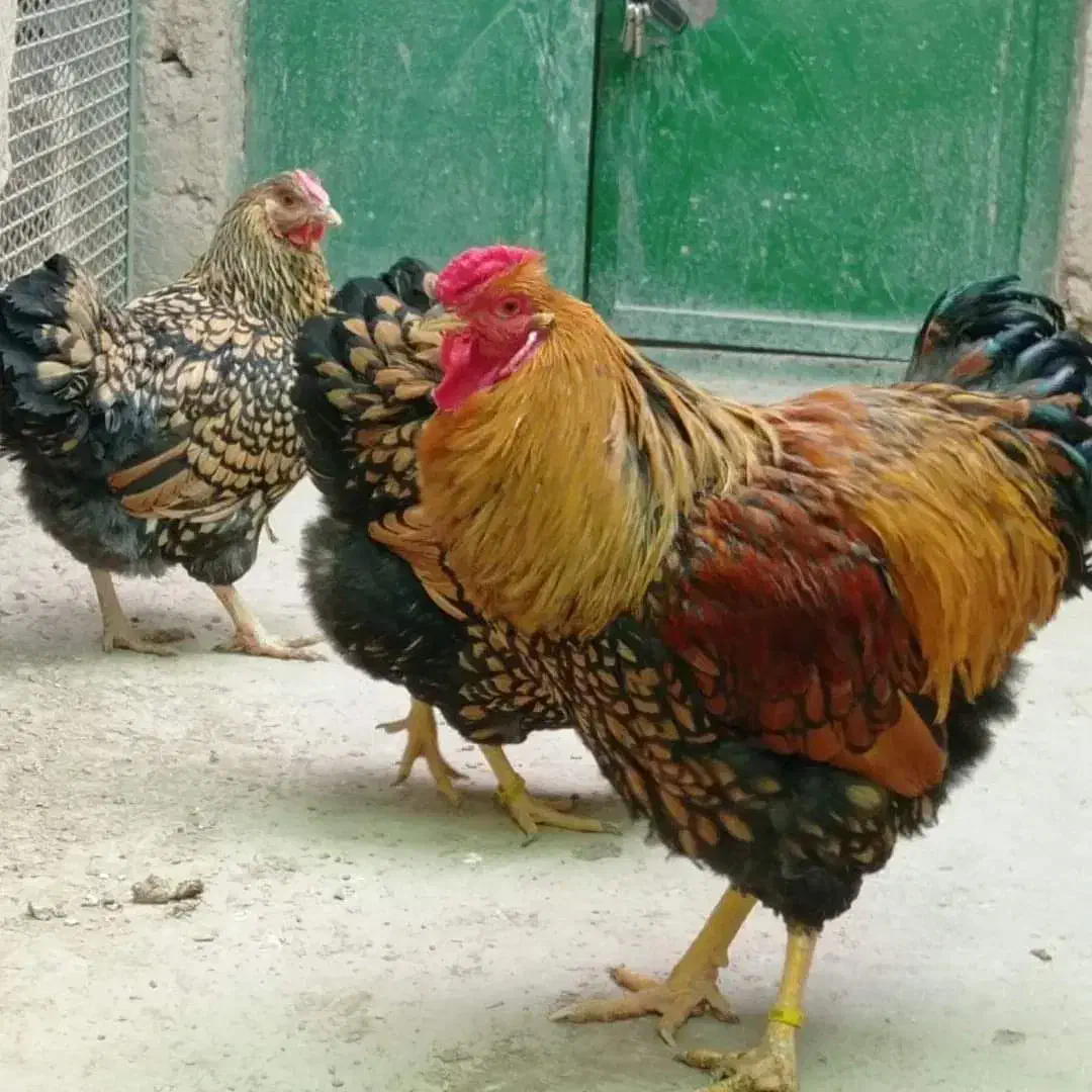 ویاندوت|حیوانات مزرعه|ورامین, خورین|دیوار