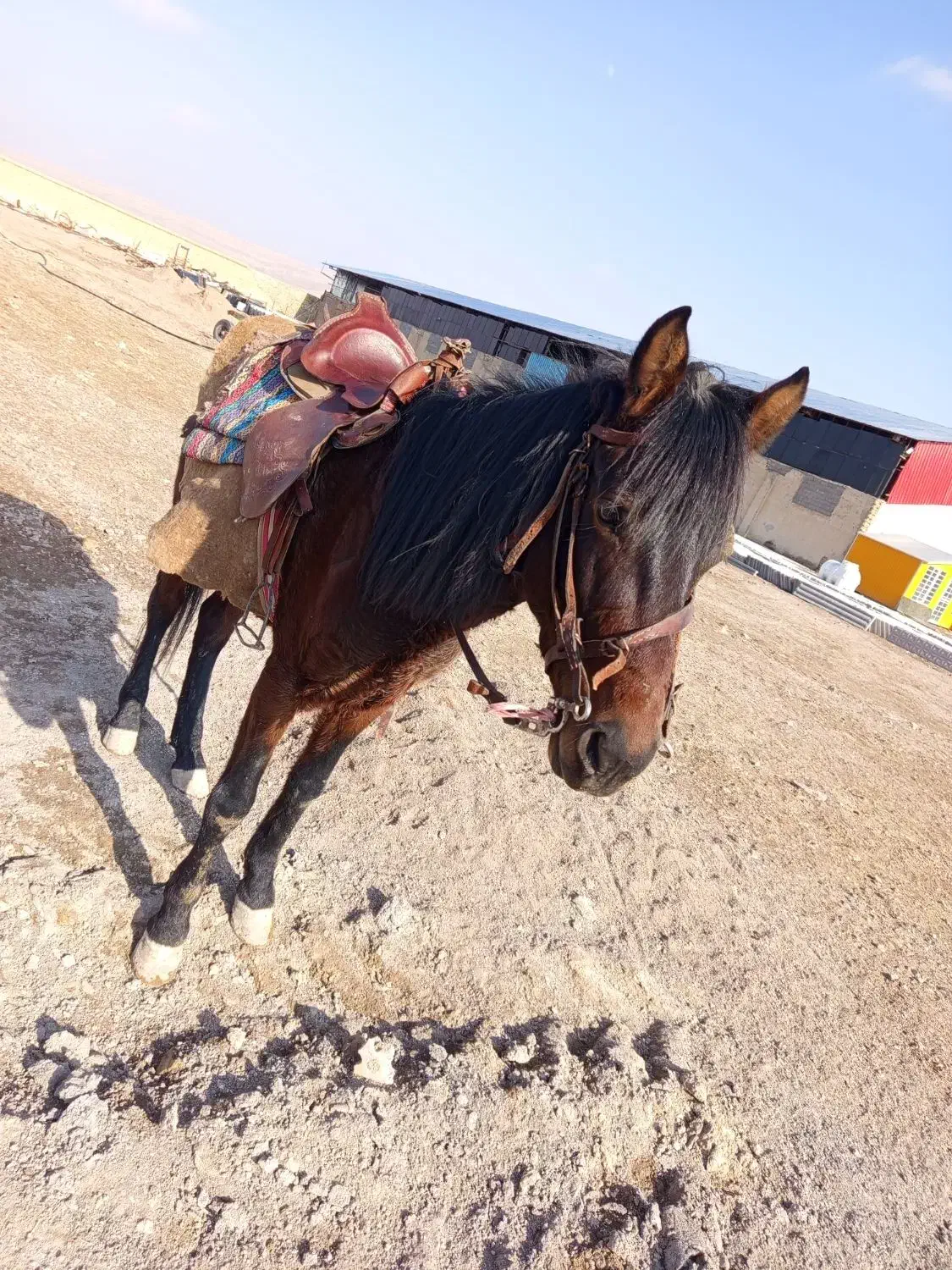 اسب یرقه|اسب و تجهیزات اسبسواری|گلبهار, نوبهار|دیوار