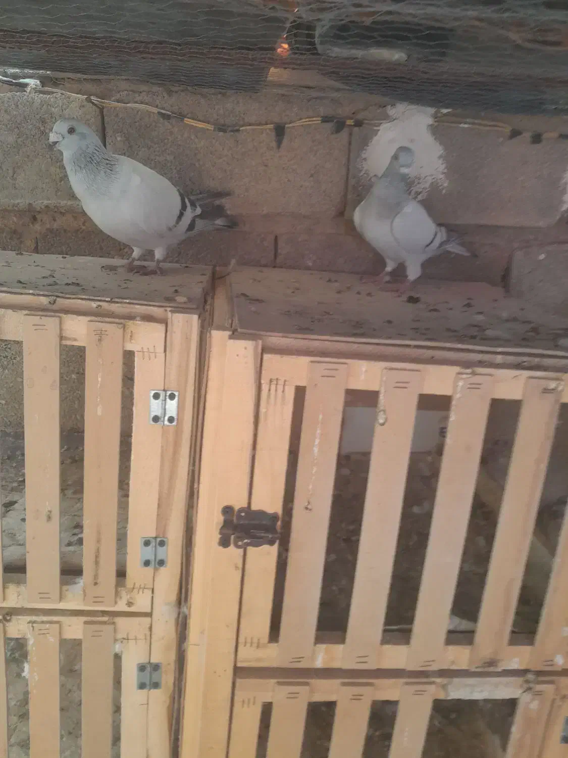 شامیپلاکیمیکس دلبر|پرنده|شیراز, فرودگاه شهید دستغیب شیراز|دیوار