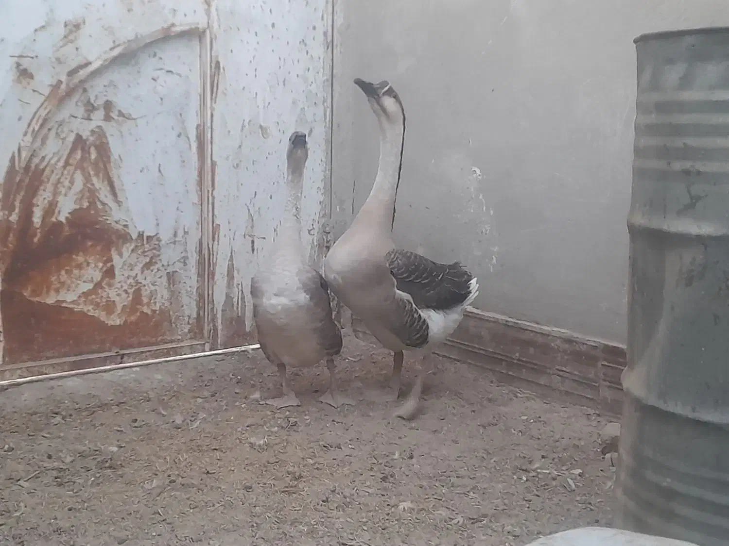 قوغاز|حیوانات مزرعه|زابل, |دیوار