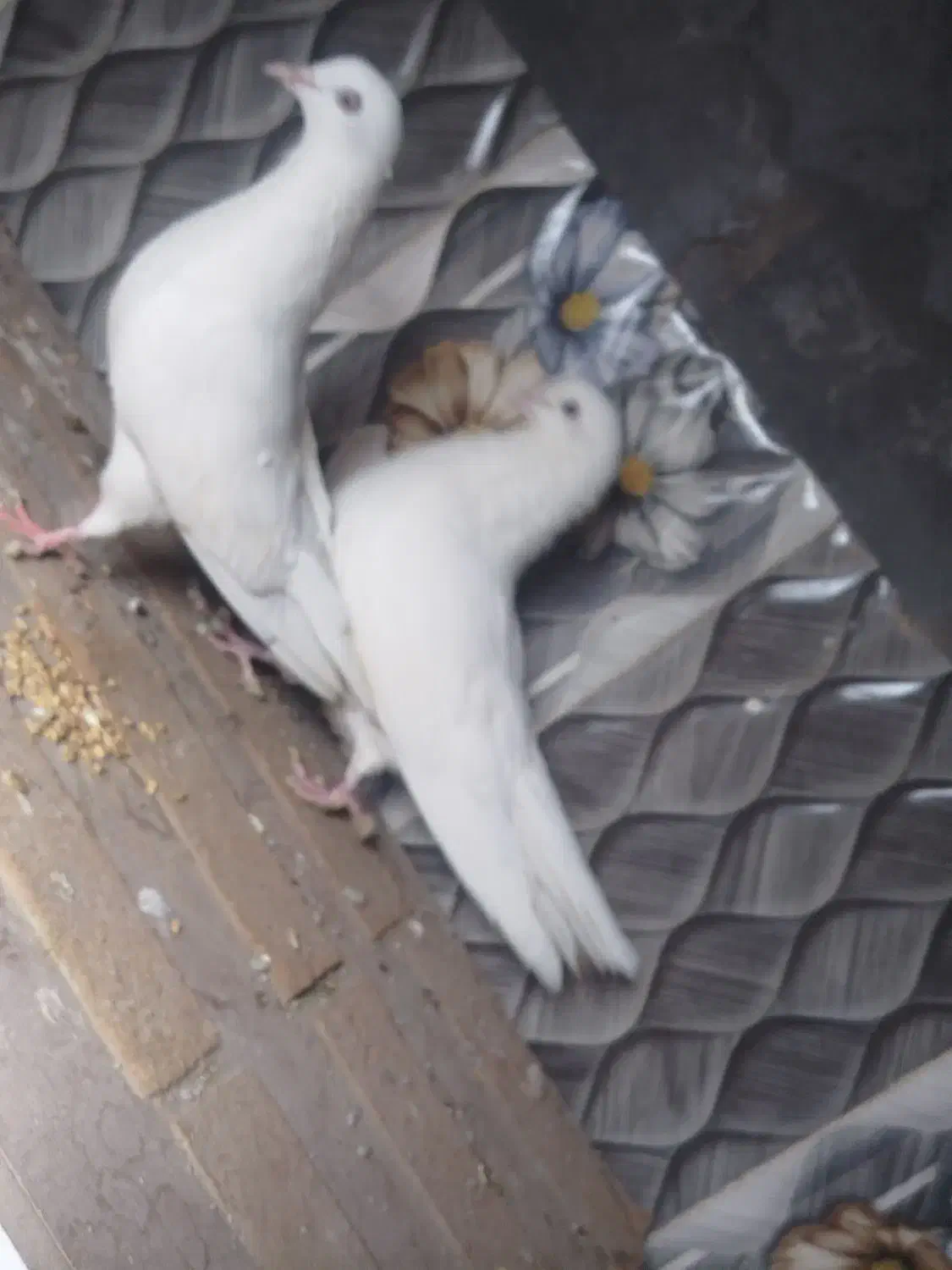 پرنده|پرنده|بند زرک, |دیوار