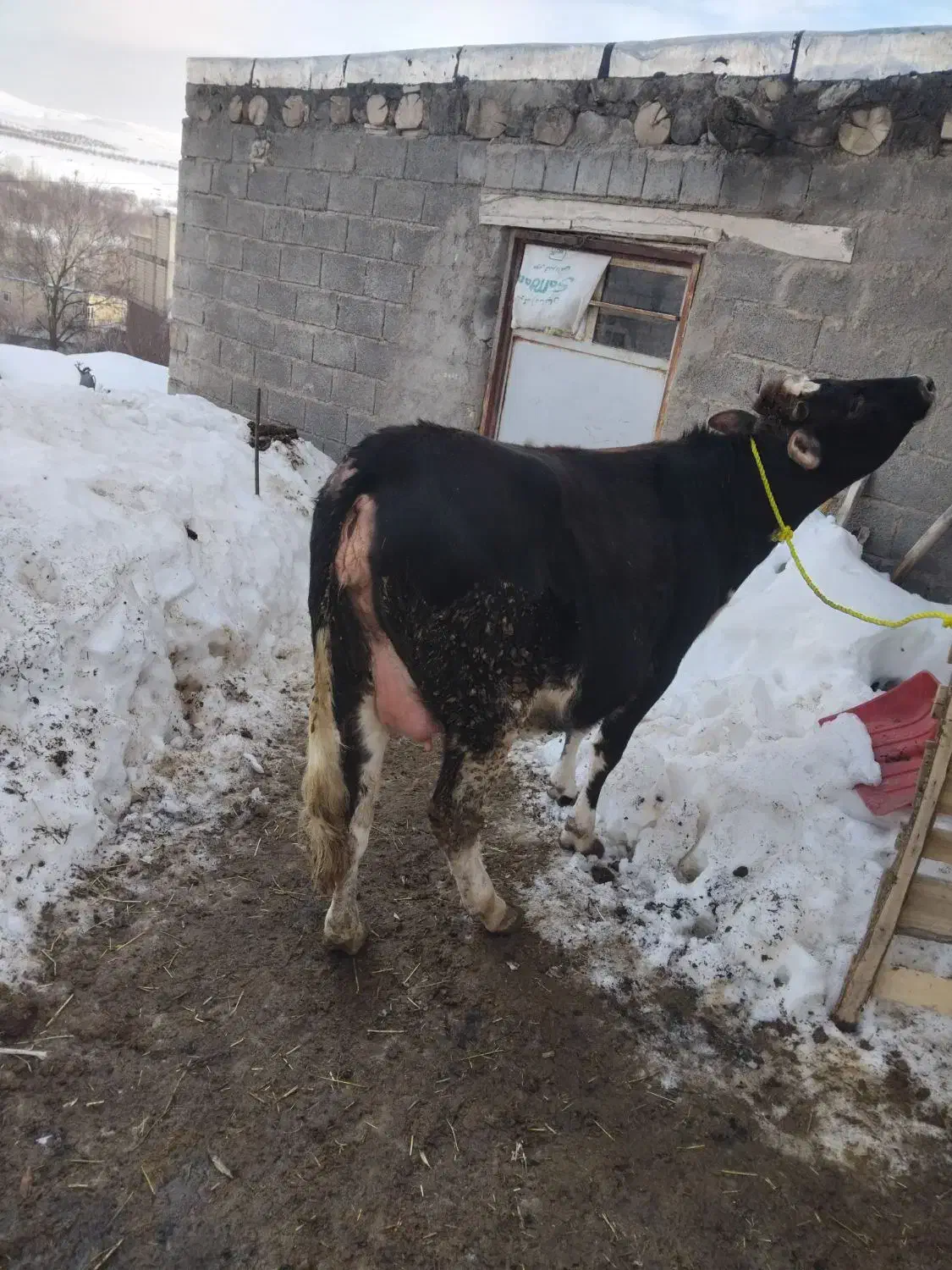 یک راس گاو|حیوانات|مراغه, |دیوار