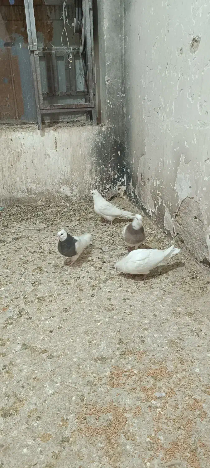 جوجه طوقی|پرنده|اصفهان, اندوان|دیوار