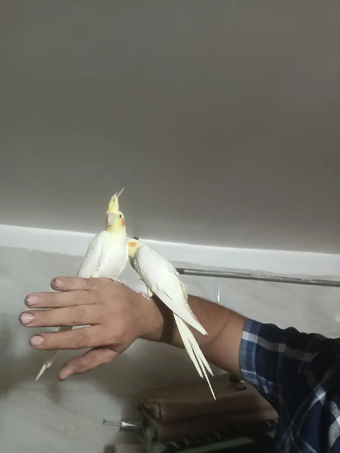 عروس هلندی|پرنده|خوی, |دیوار