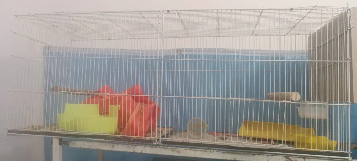 یک قفس  جوجه پران نو 450|لوازم جانبی حیوانات|بیرجند, |دیوار