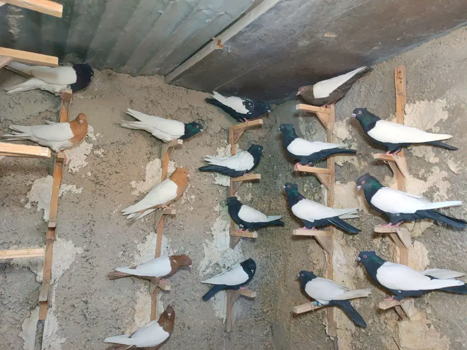 تعداد 18تا سینه کله|پرنده|شیراز, ریاستی|دیوار