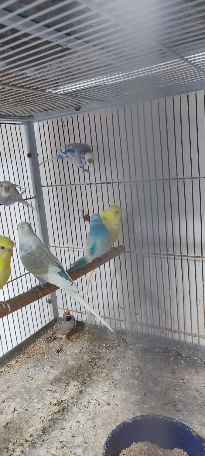 عروس هلندی /مرغ عشق|پرنده|بندرعباس, |دیوار