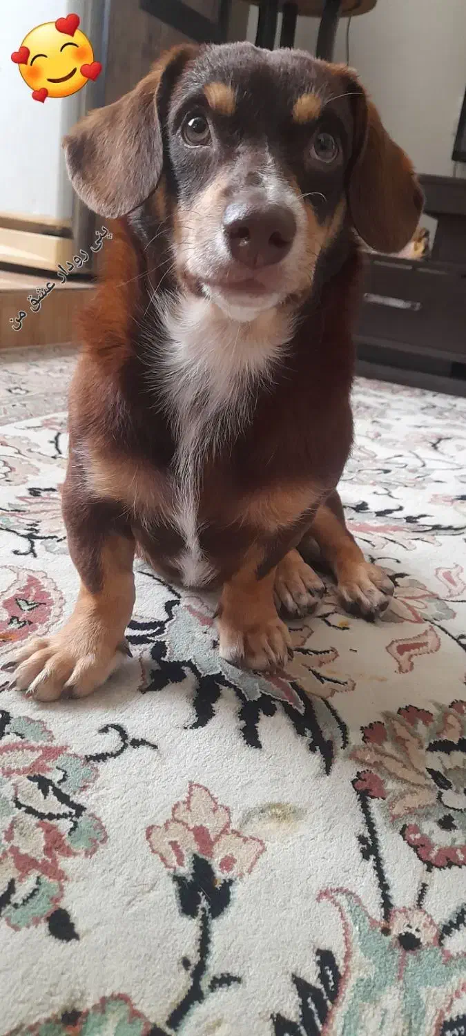 سگ پینچر انگلیسی پاکوتاه کوتوله|سگ|کرمانشاه, |دیوار