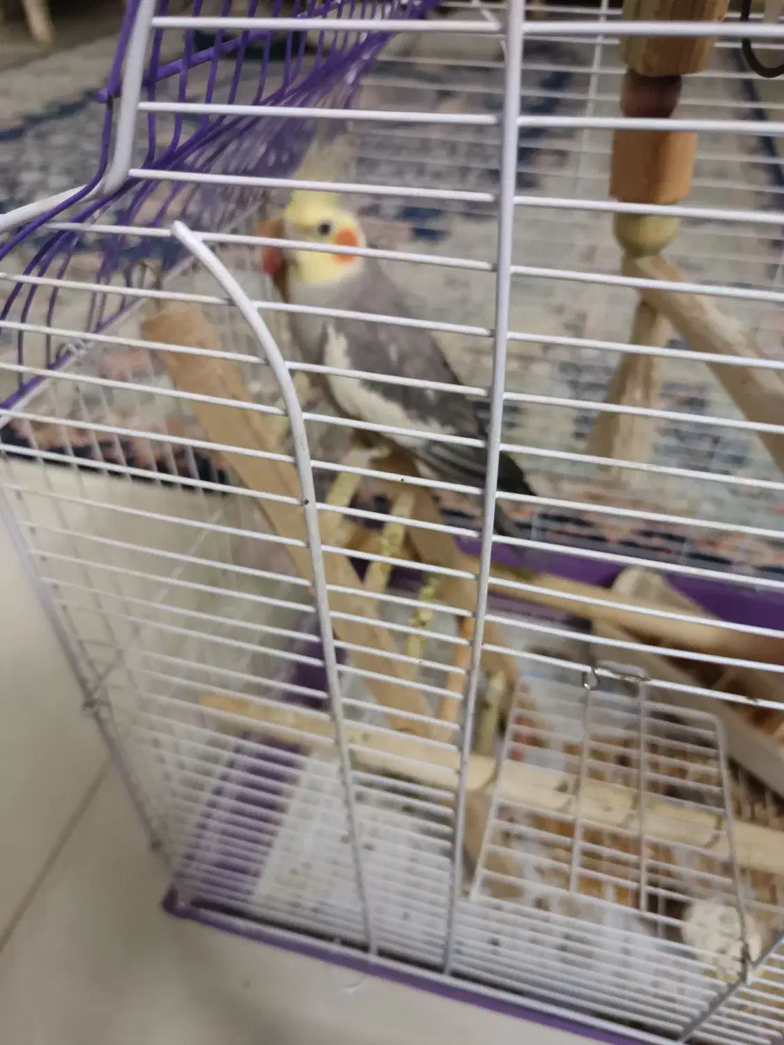 عروس هلندی|پرنده|خلخال, |دیوار