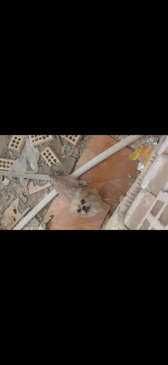 سگ پاپی ماده|سگ|فولادشهر, A1|دیوار