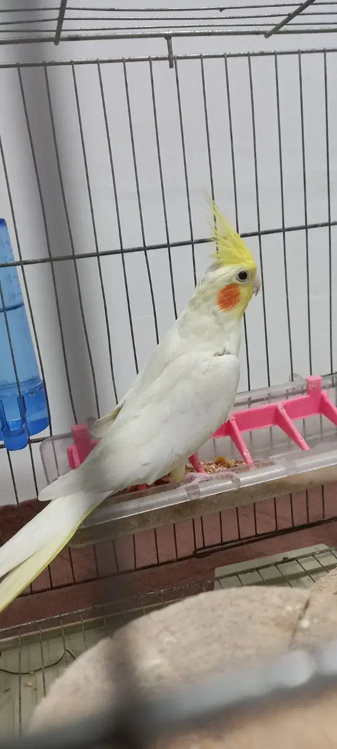 طوطی عروس لوتینو|پرنده|رشت, یخسازی|دیوار