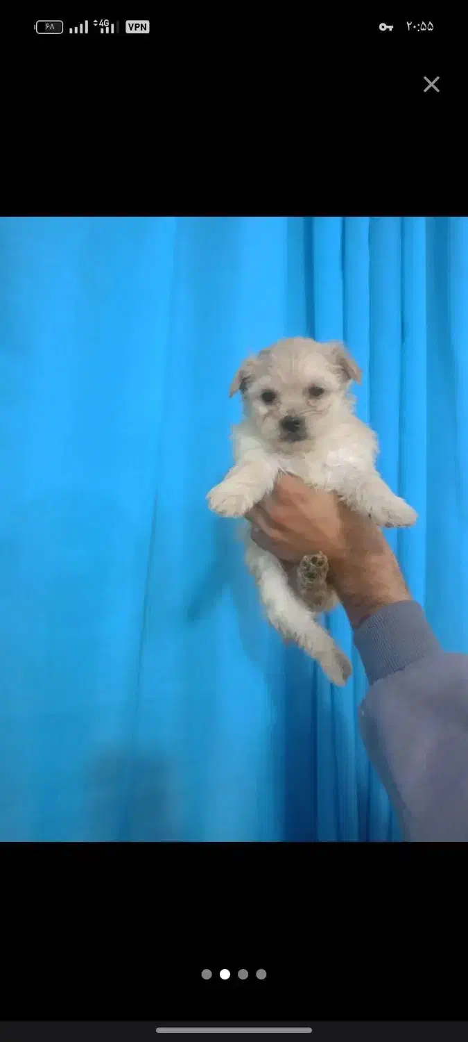 توله سایز ریز|سگ|بجنورد, |دیوار