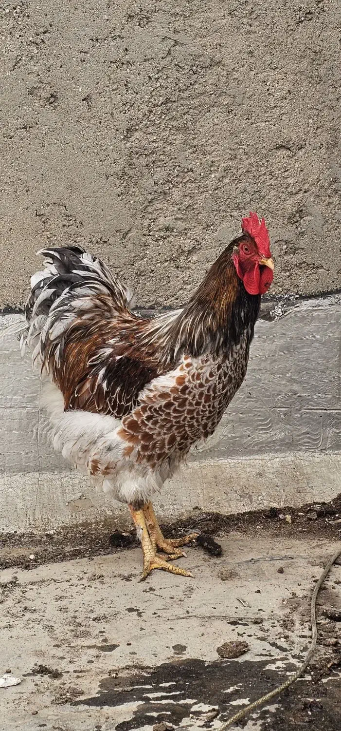 خروس ویاندوت اورنج|حیوانات مزرعه|آبادان, |دیوار