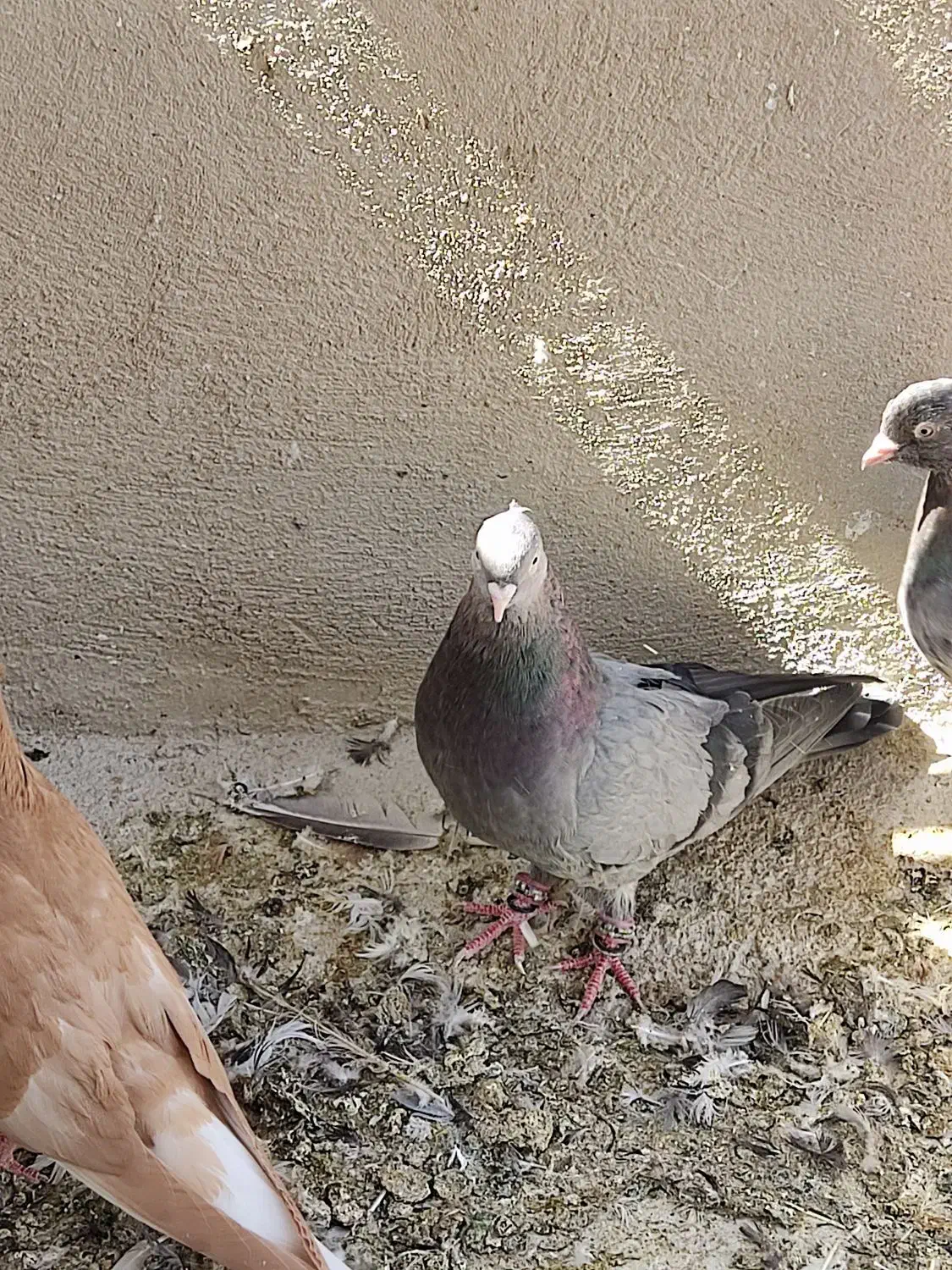 بهبهانی|پرنده|مرودشت, دولت آباد|دیوار